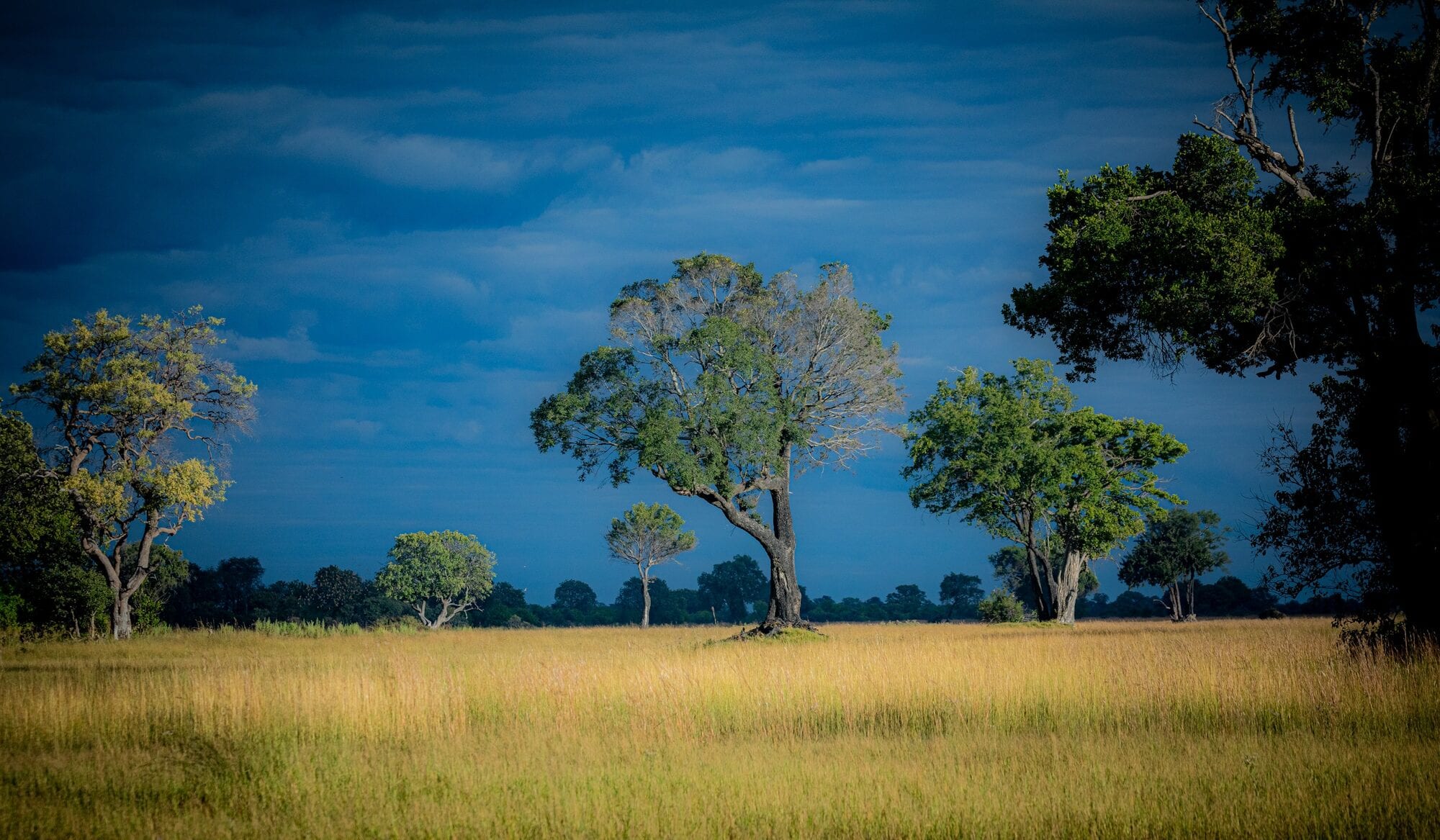 Aerial of Okavango channels, islands and game trails — the green galaxy
