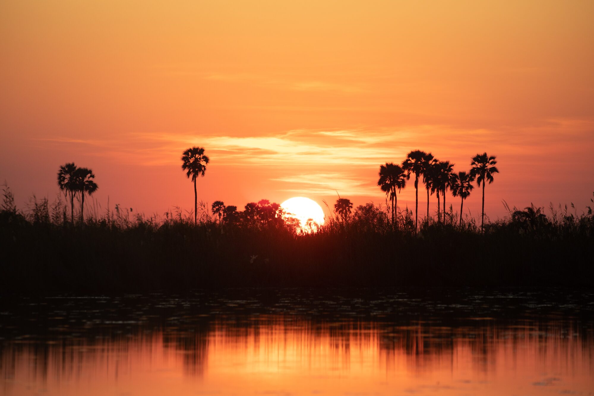 Elephant herds drinking on the Chobe riverfront at dusk
