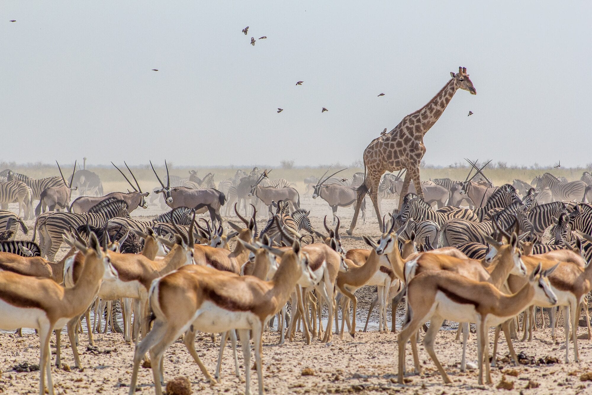 Elephants and zebra at a floodlit Etosha waterhole
