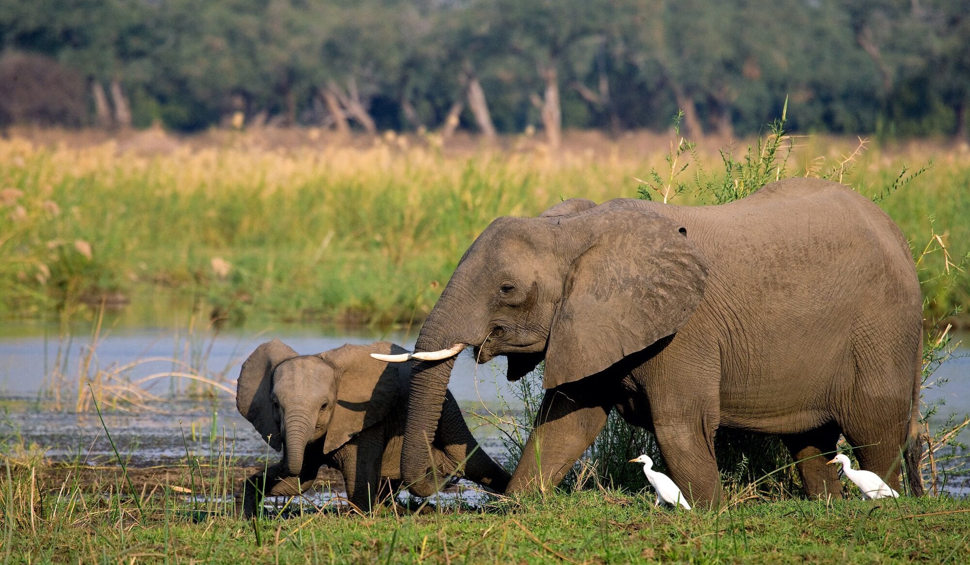 Canoes drifting past hippo pods on the Lower Zambezi