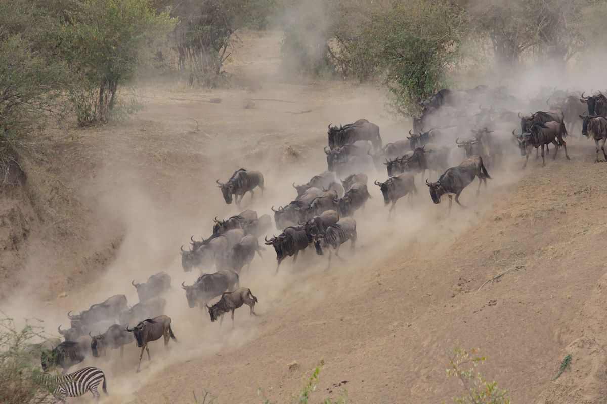 Great Migration river crossing Maasai Mara