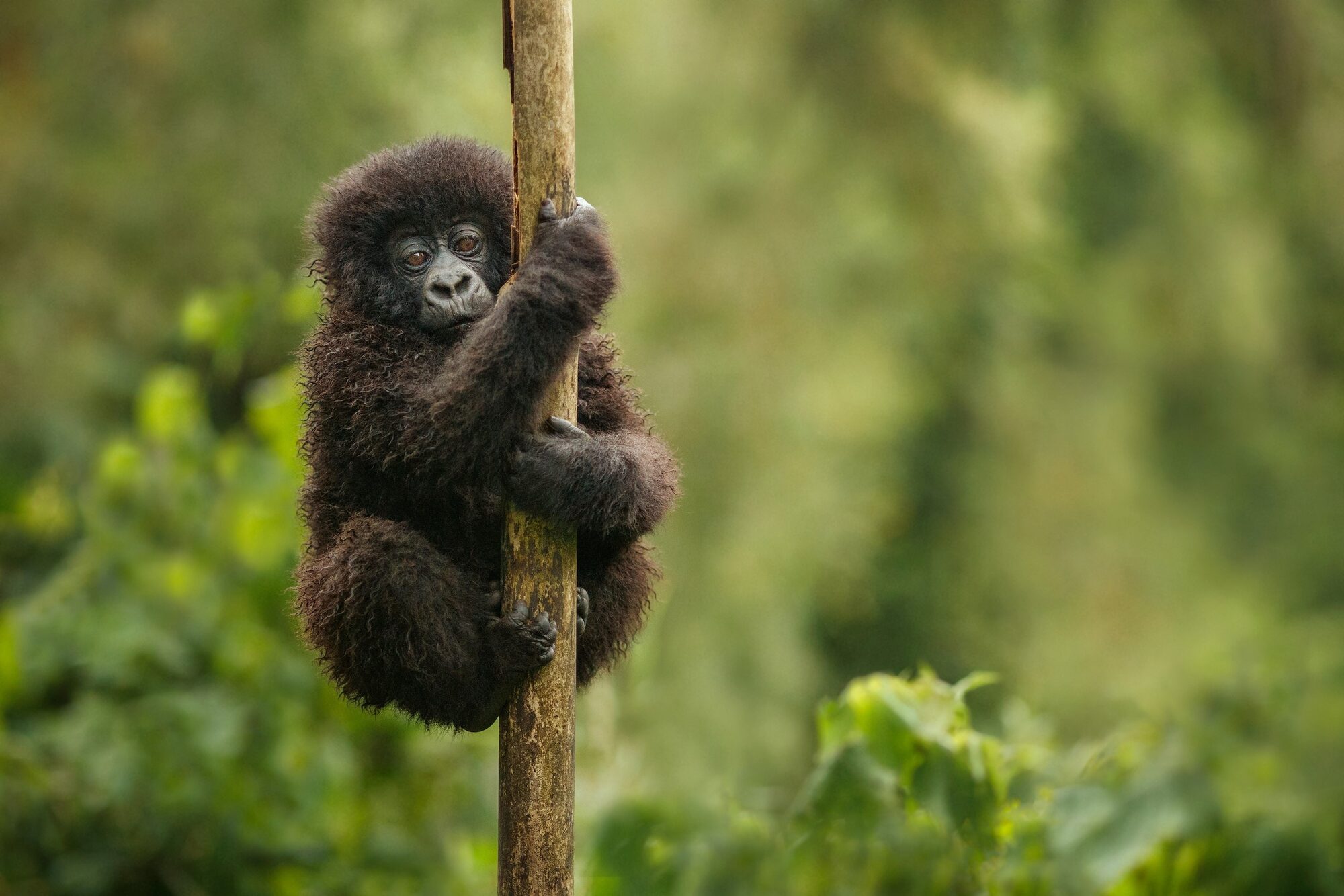Mountain gorilla in Volcanoes National Park on the Gorillas and Fairways hosted golf safari.