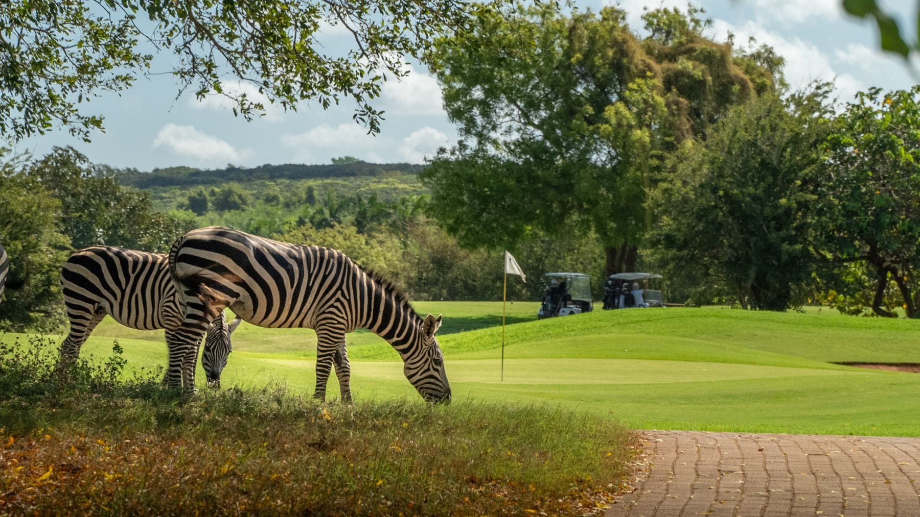 Nairobi altitude golf — Gorillas and Fairways