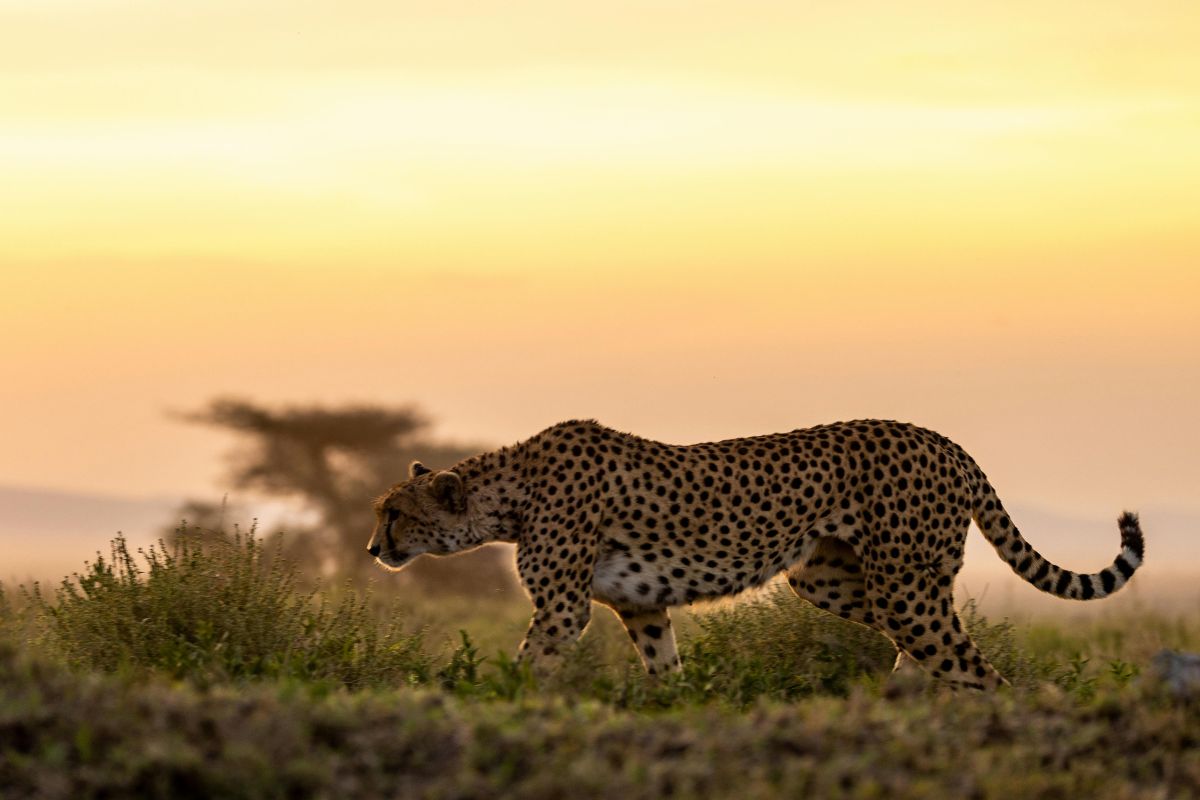 Maasai Mara private conservancy safari