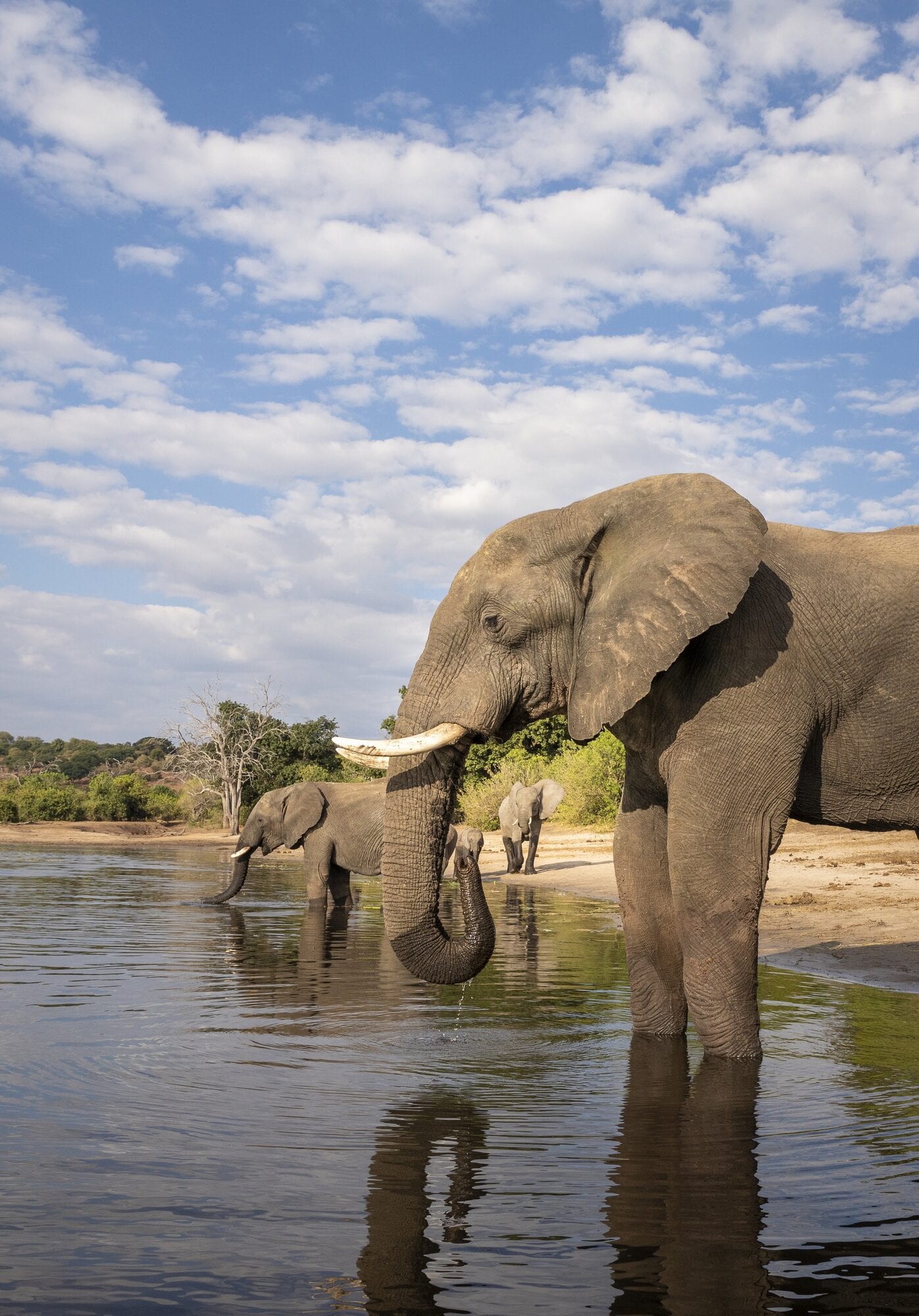 Elephants crossing the Chobe River at dusk on the Vines, Falls and Chobe departure.