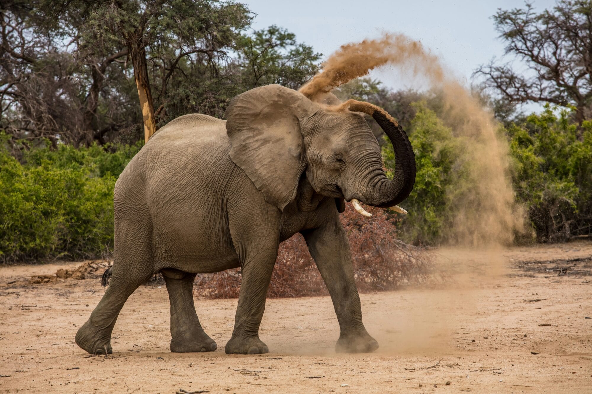 Desert-adapted elephant in a dry Damaraland riverbed