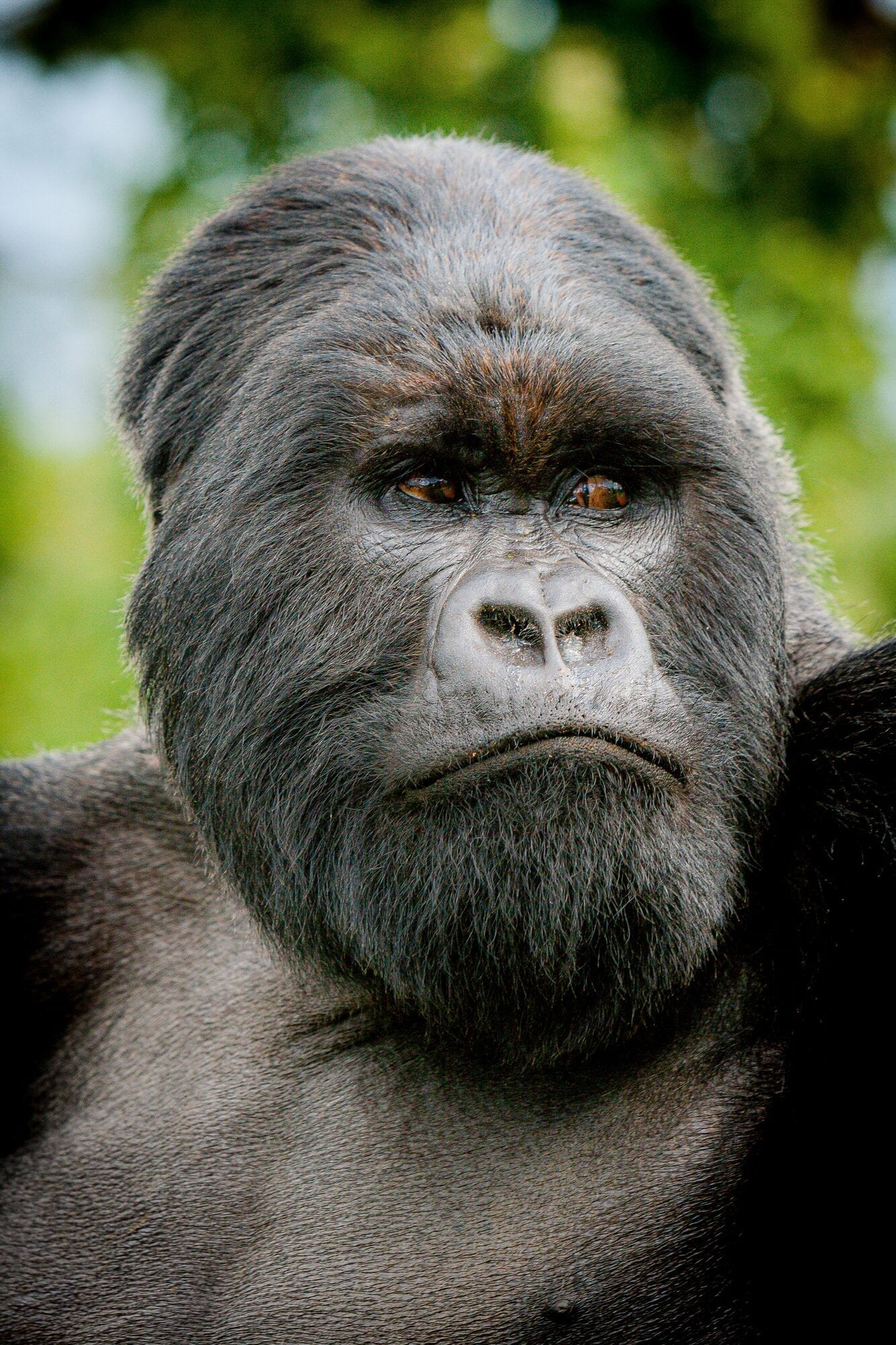 Silverback at rest, Volcanoes NP