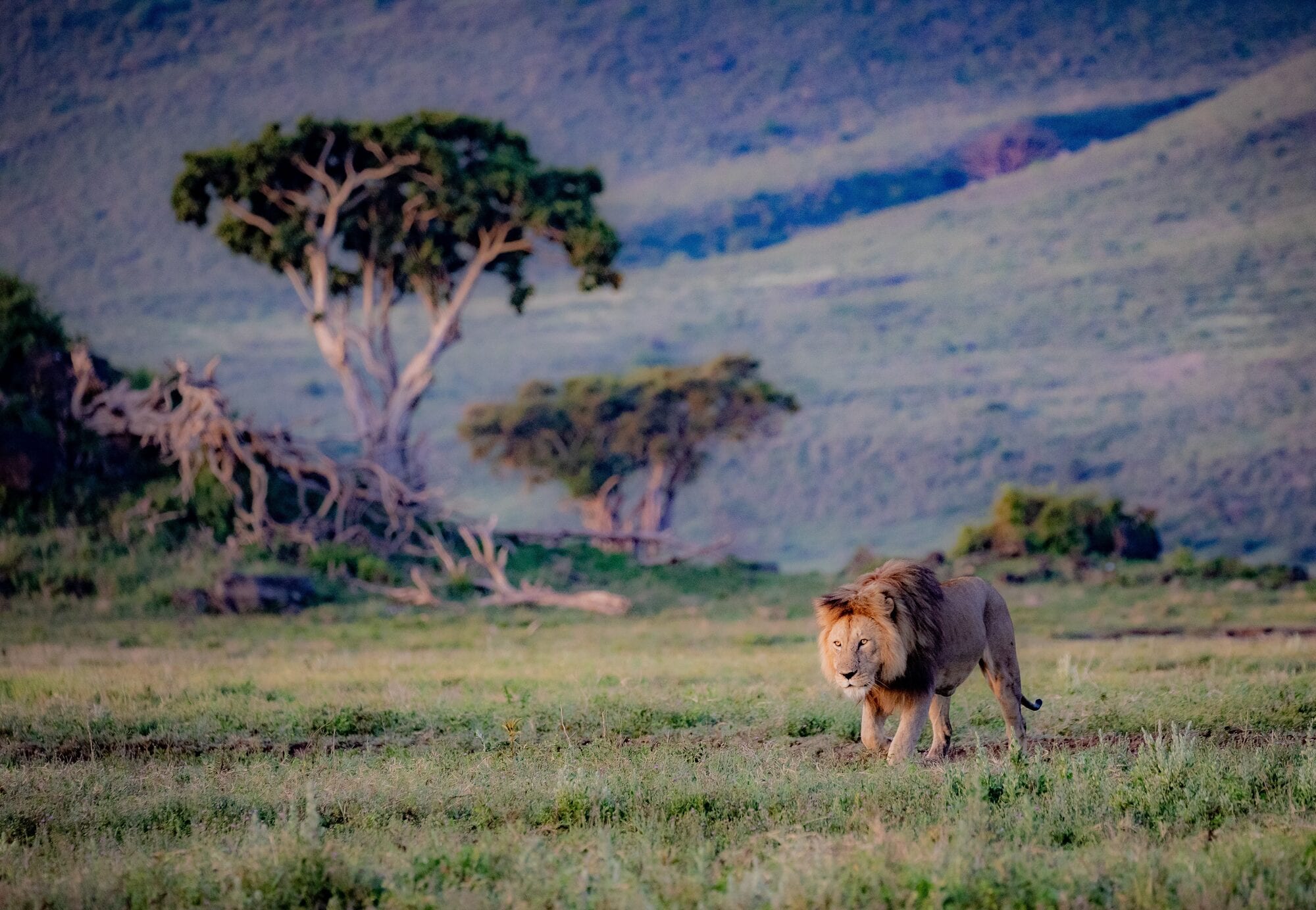 View into the Ngorongoro Crater at dawn