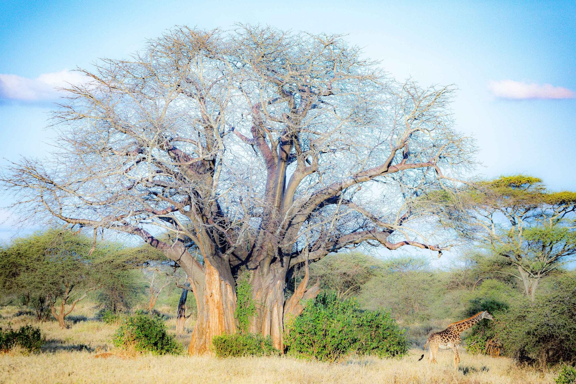 Elephants under a giant baobab, Tarangire