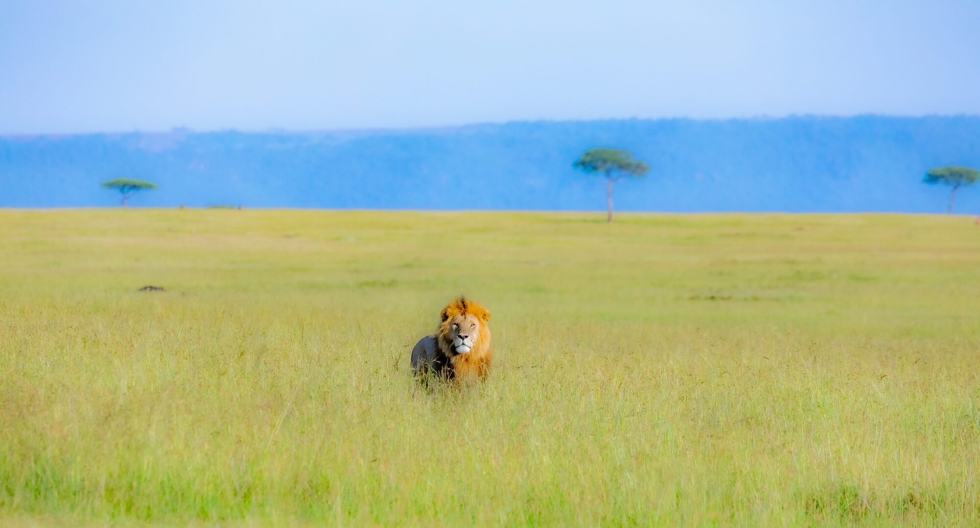 Cheetah on a Mara plain, storm light