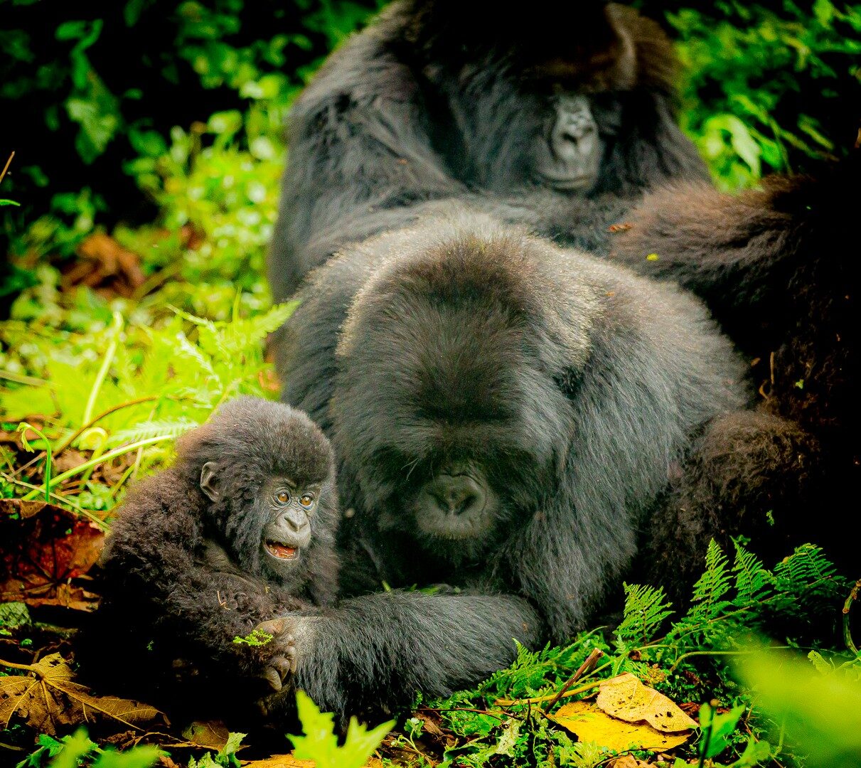 Gorilla family in bamboo, Virungas mist