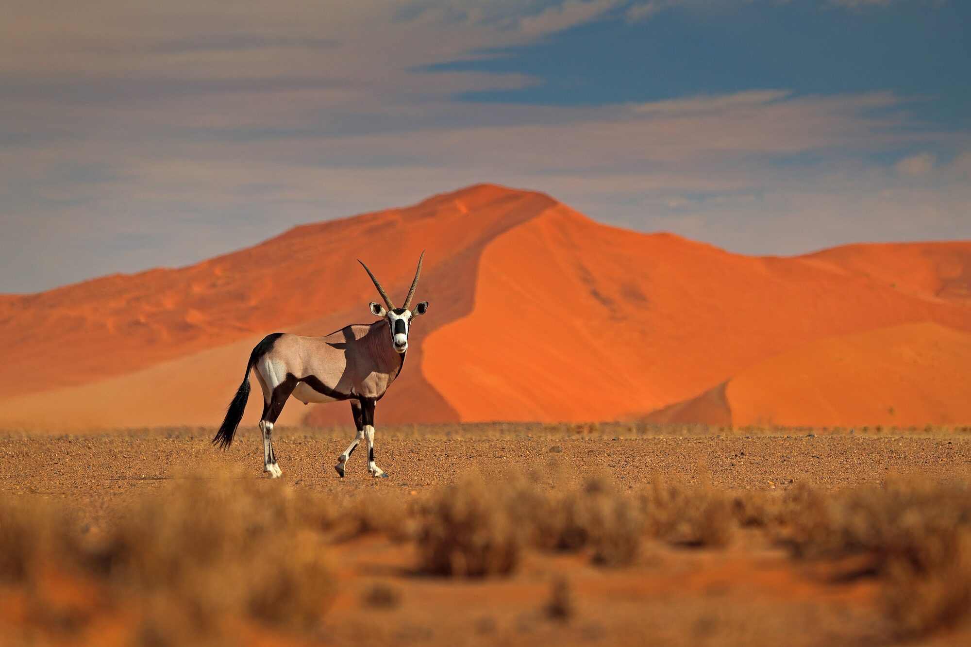 Sossusvlei red dunes at first light