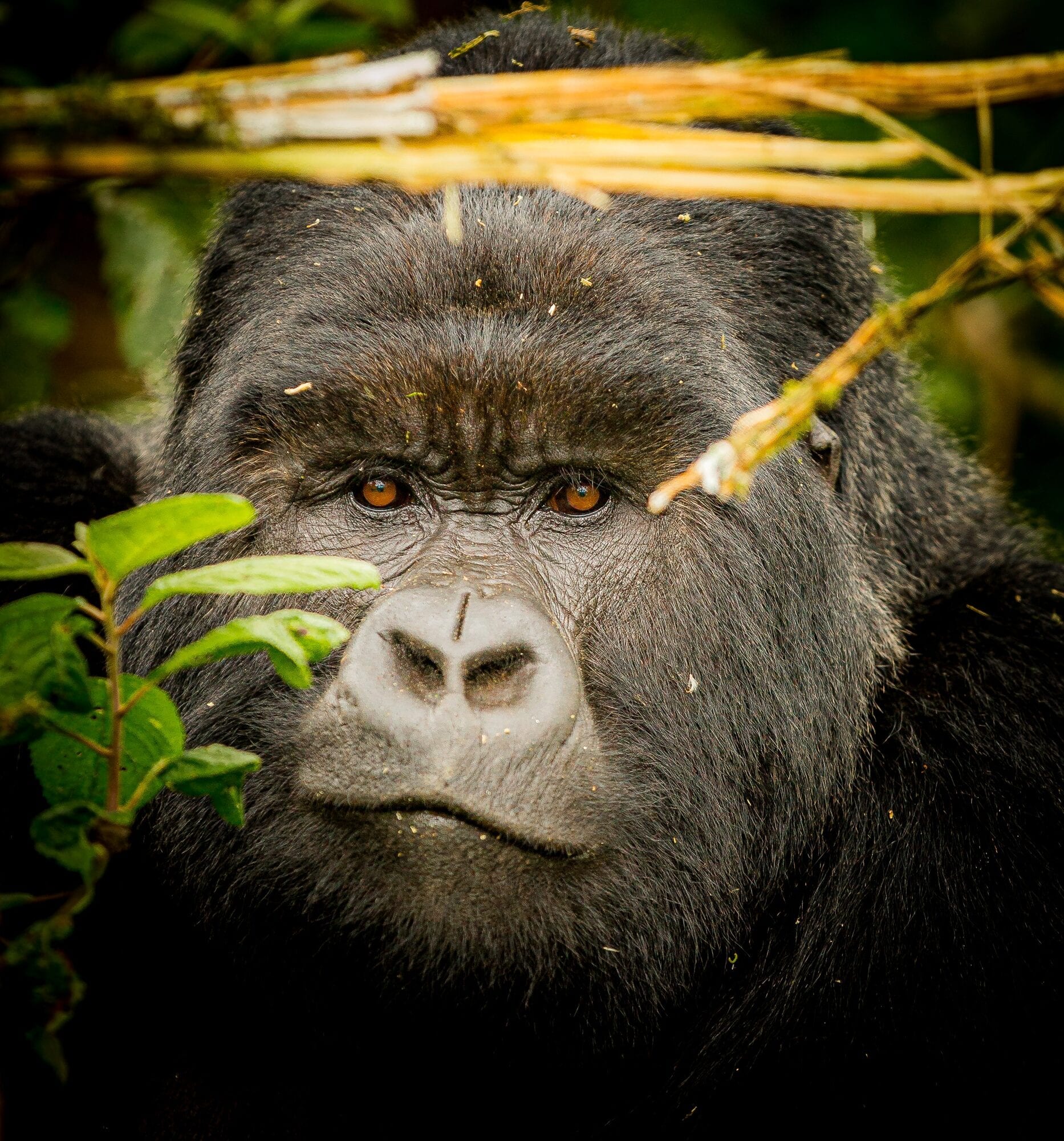 Researcher taking field notes near a gorilla family, Volcanoes NP