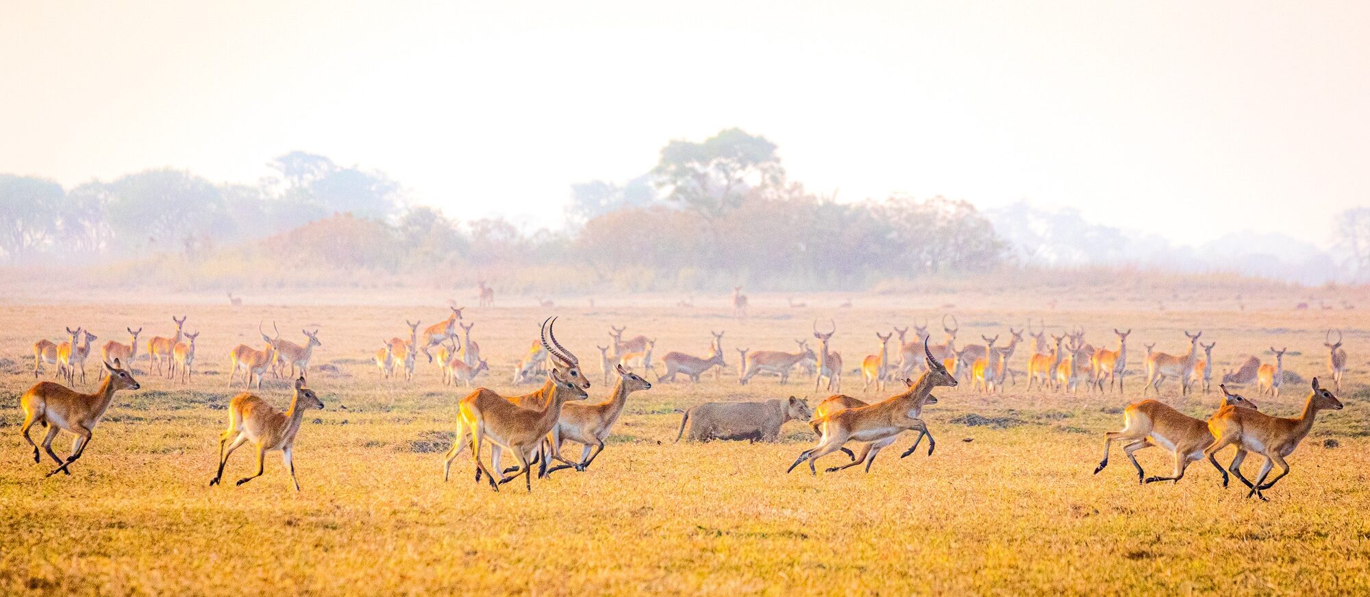 Big Five encounters on an African golf safari