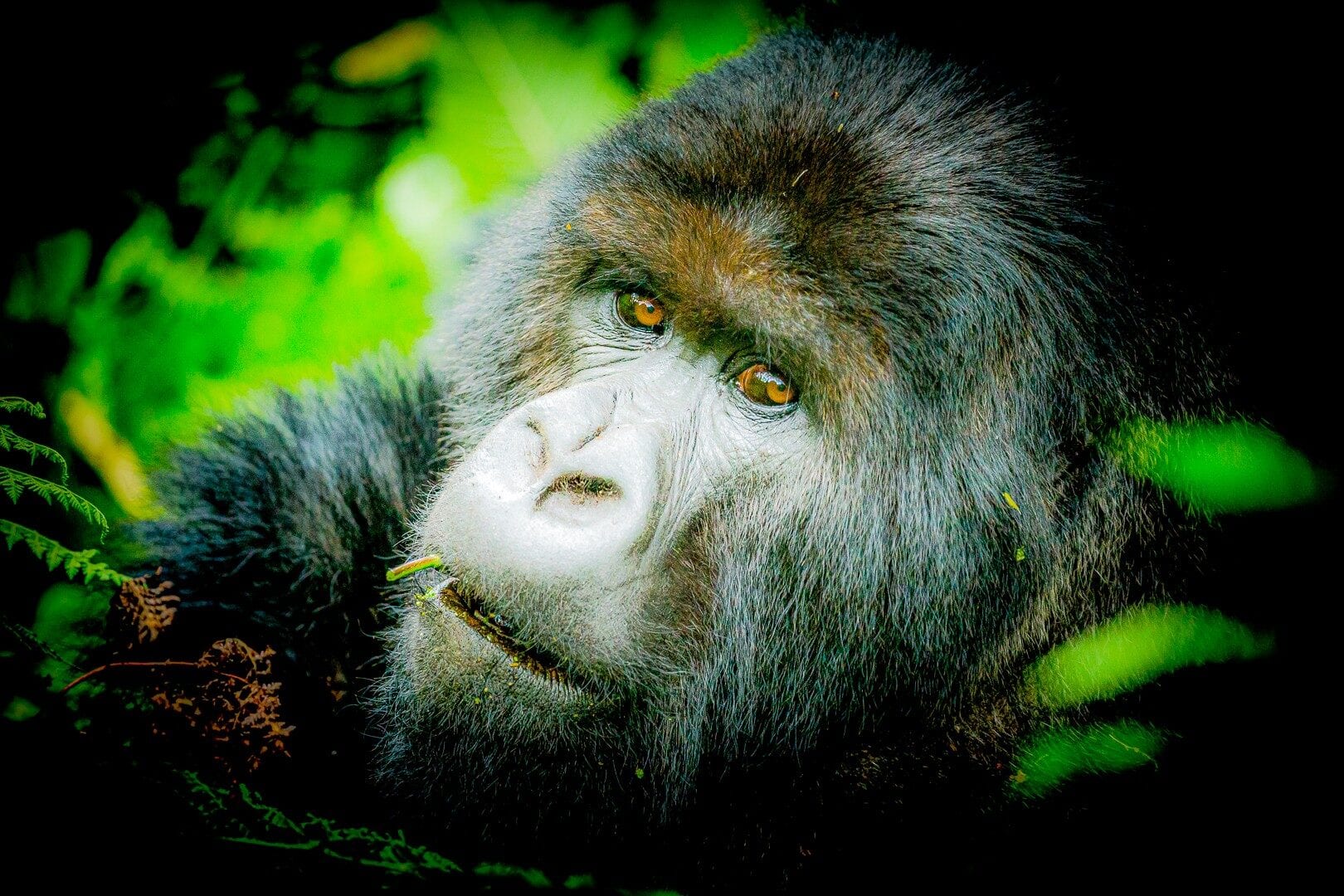Rwanda gorillas and Gary Player golf journey