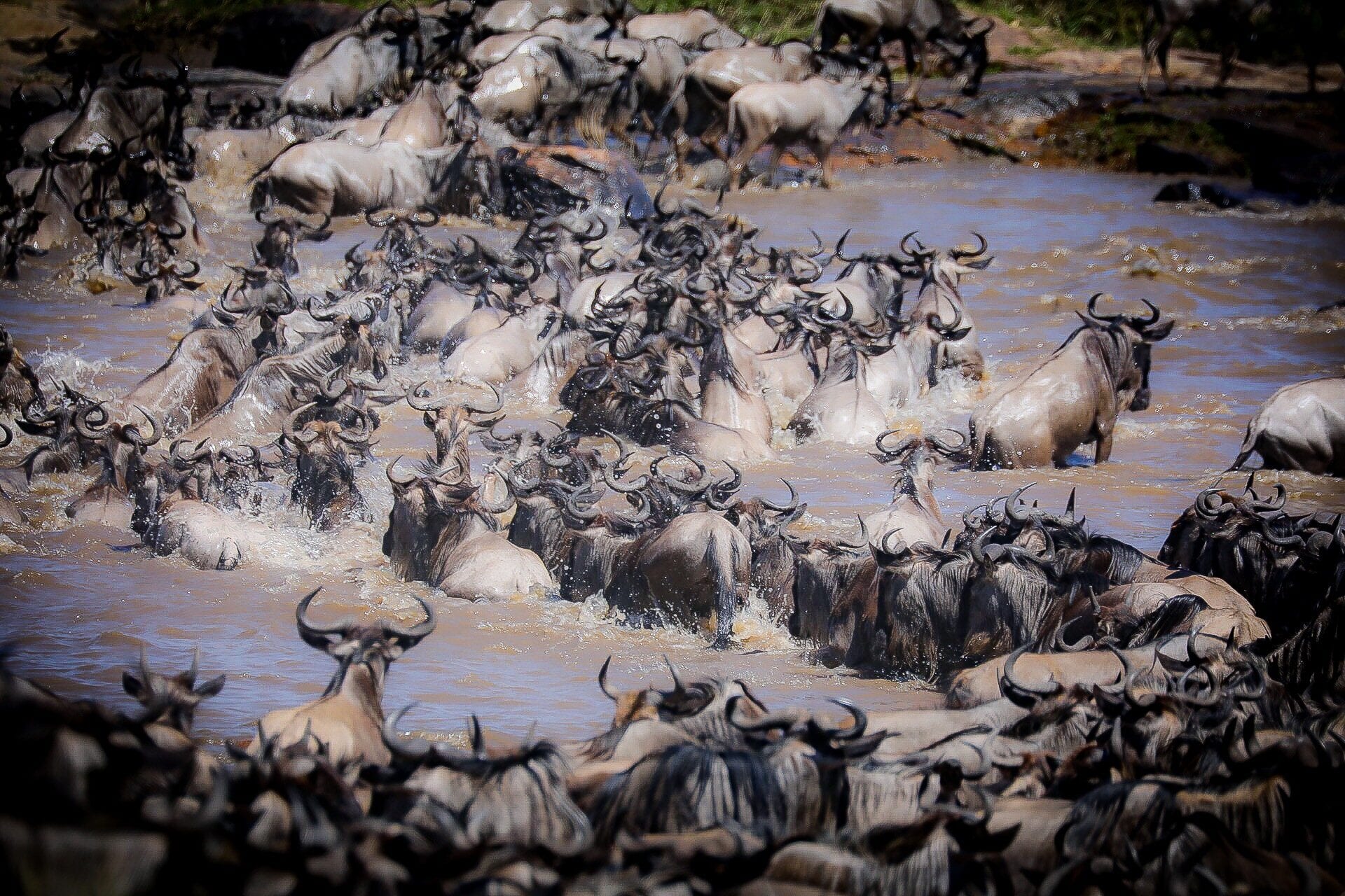 Migration season golf safari Kenya