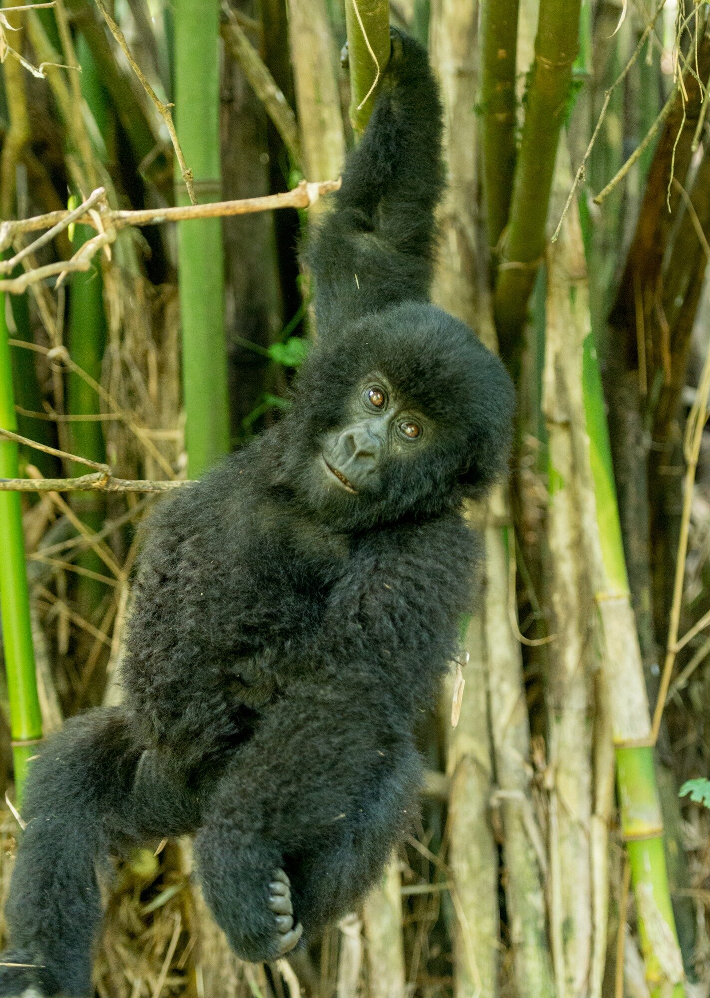 Rwanda and Uganda gorilla golf safari