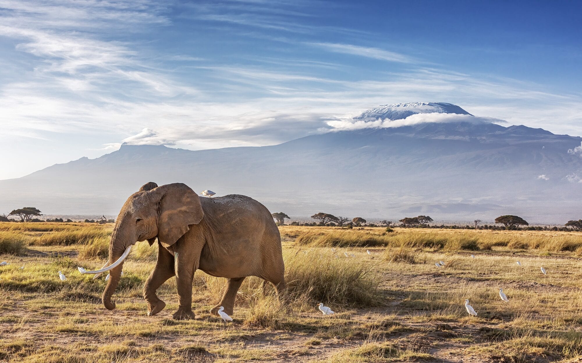 Kilimanjaro towering over Amboseli's marsh elephants