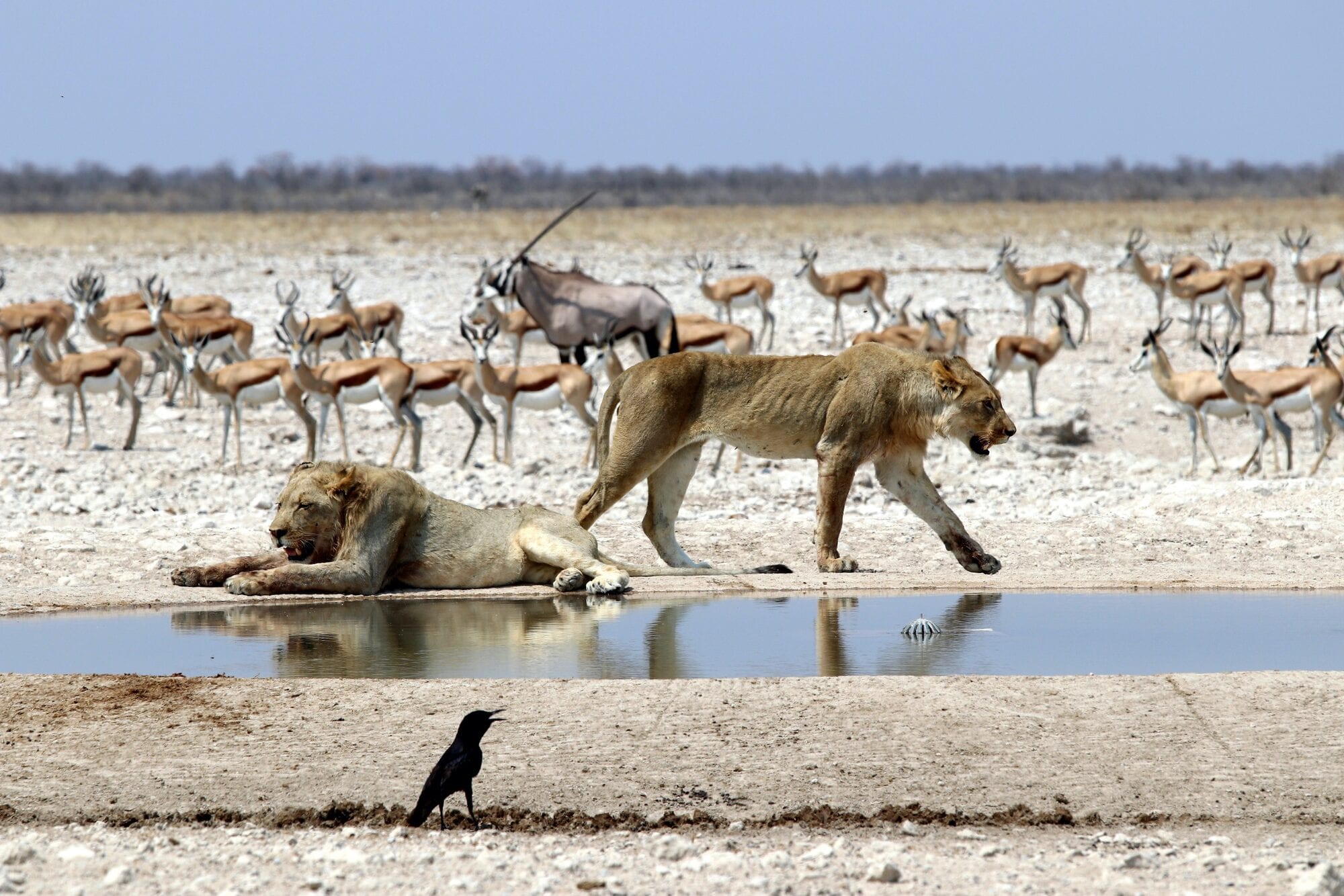 Black rhino at a floodlit Etosha waterhole, reflected in still water