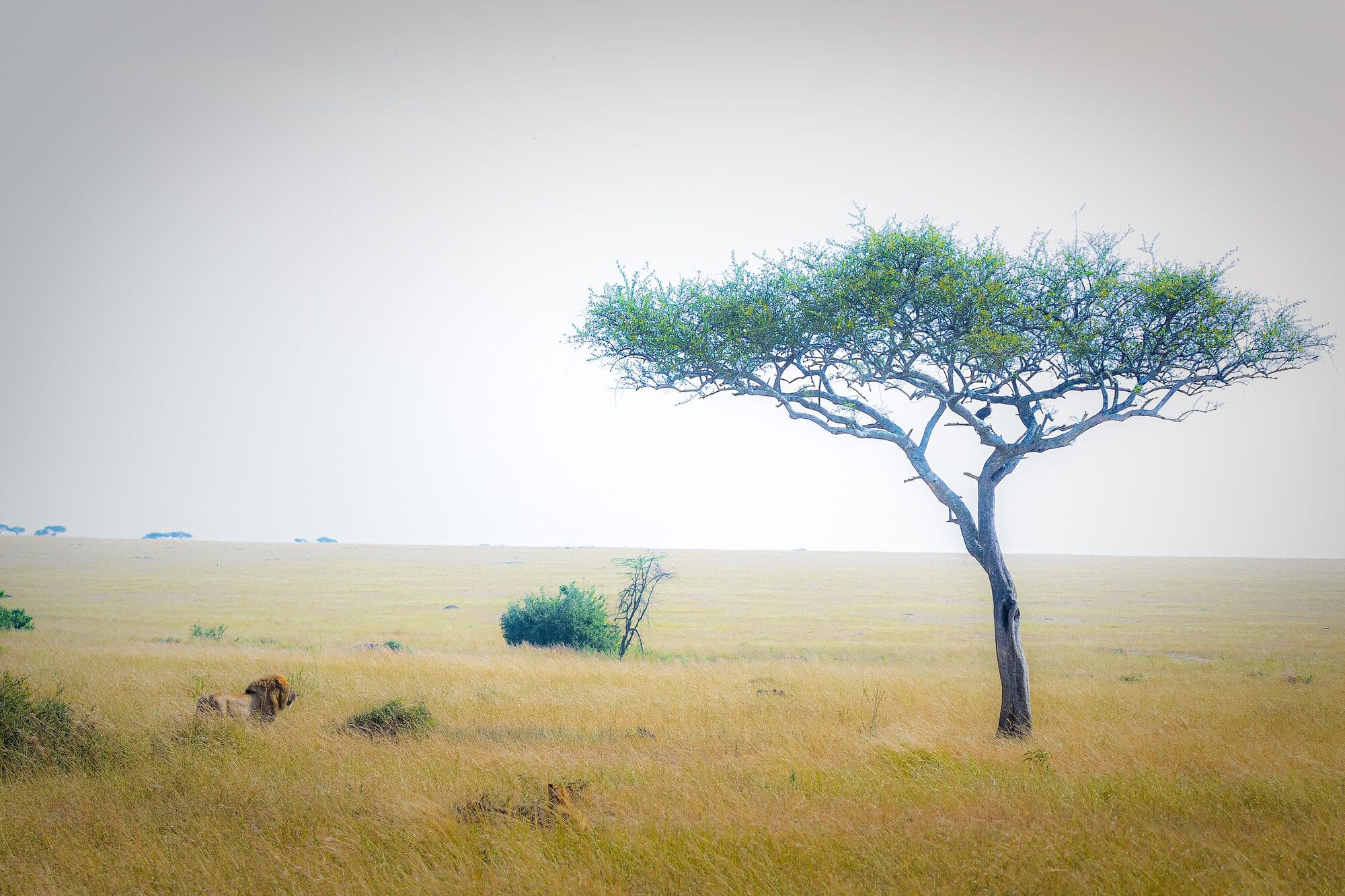 Mobile camp tents amid the wildebeest herds on the short-grass plains