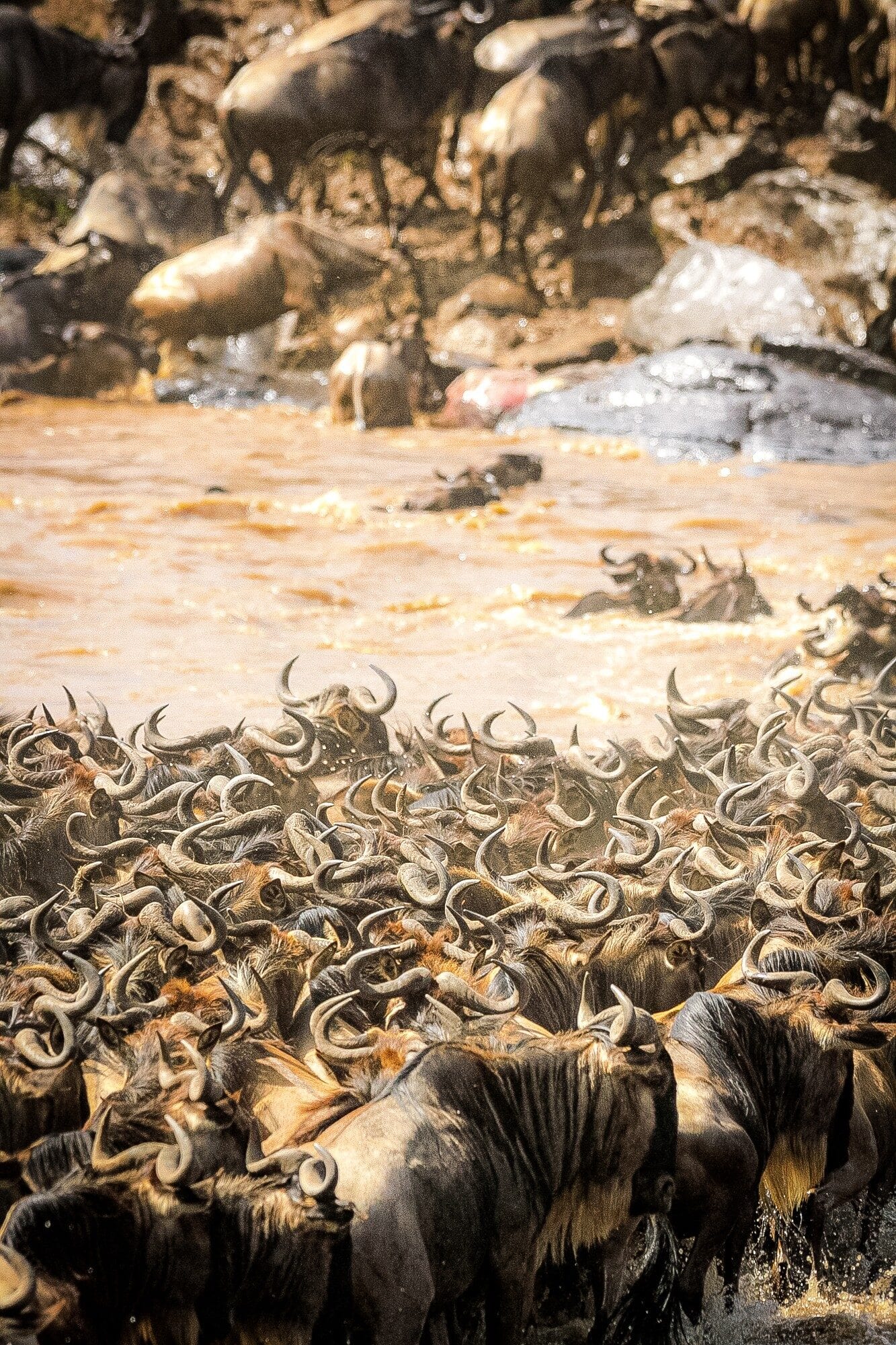 Wildebeest plunging into the Mara River, dust and spray