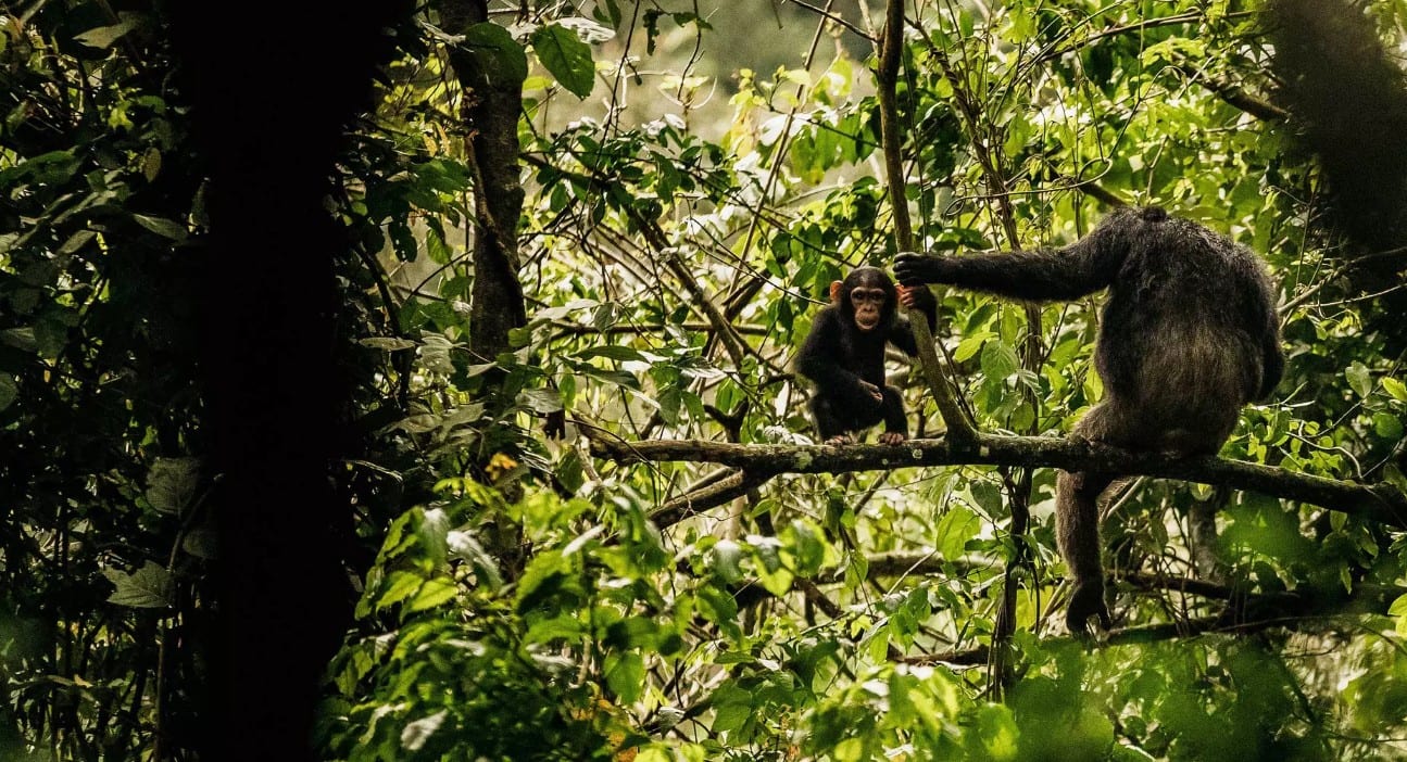 The Primate Grand Slam — Rwanda
