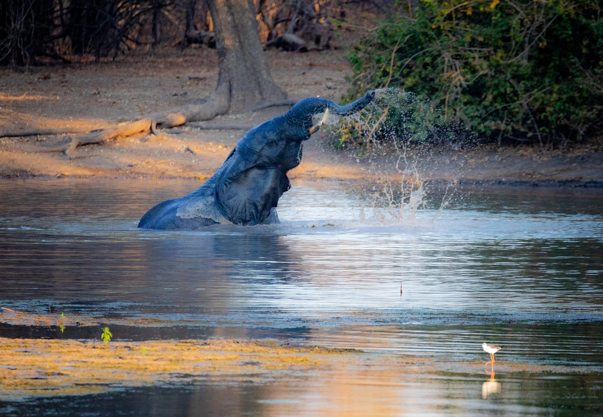 Elephant procession arriving at a Hwange waterhole at dusk