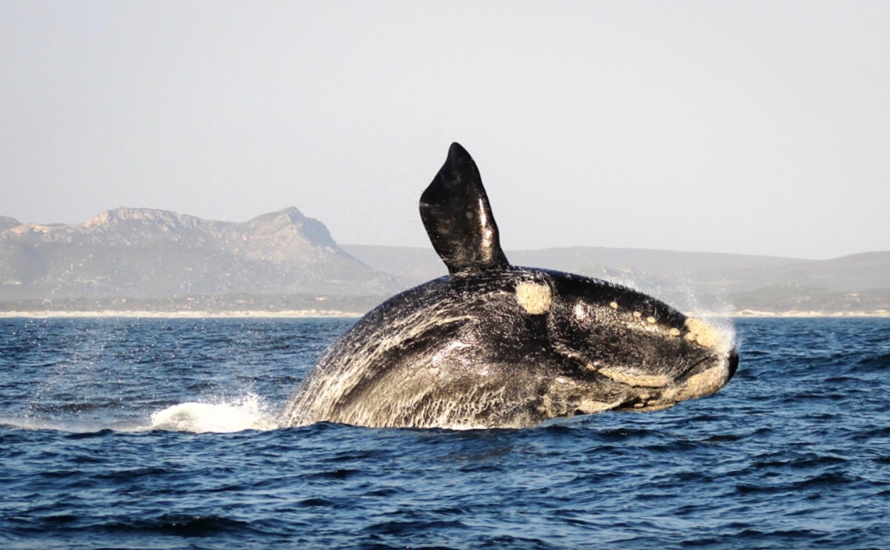 Winelands & Whales — South Africa
