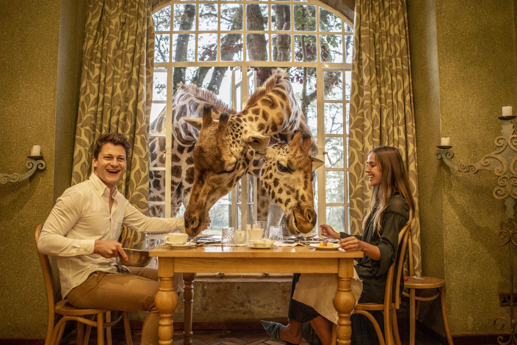 Giraffe Manor giraffe at the breakfast window, Karen Nairobi