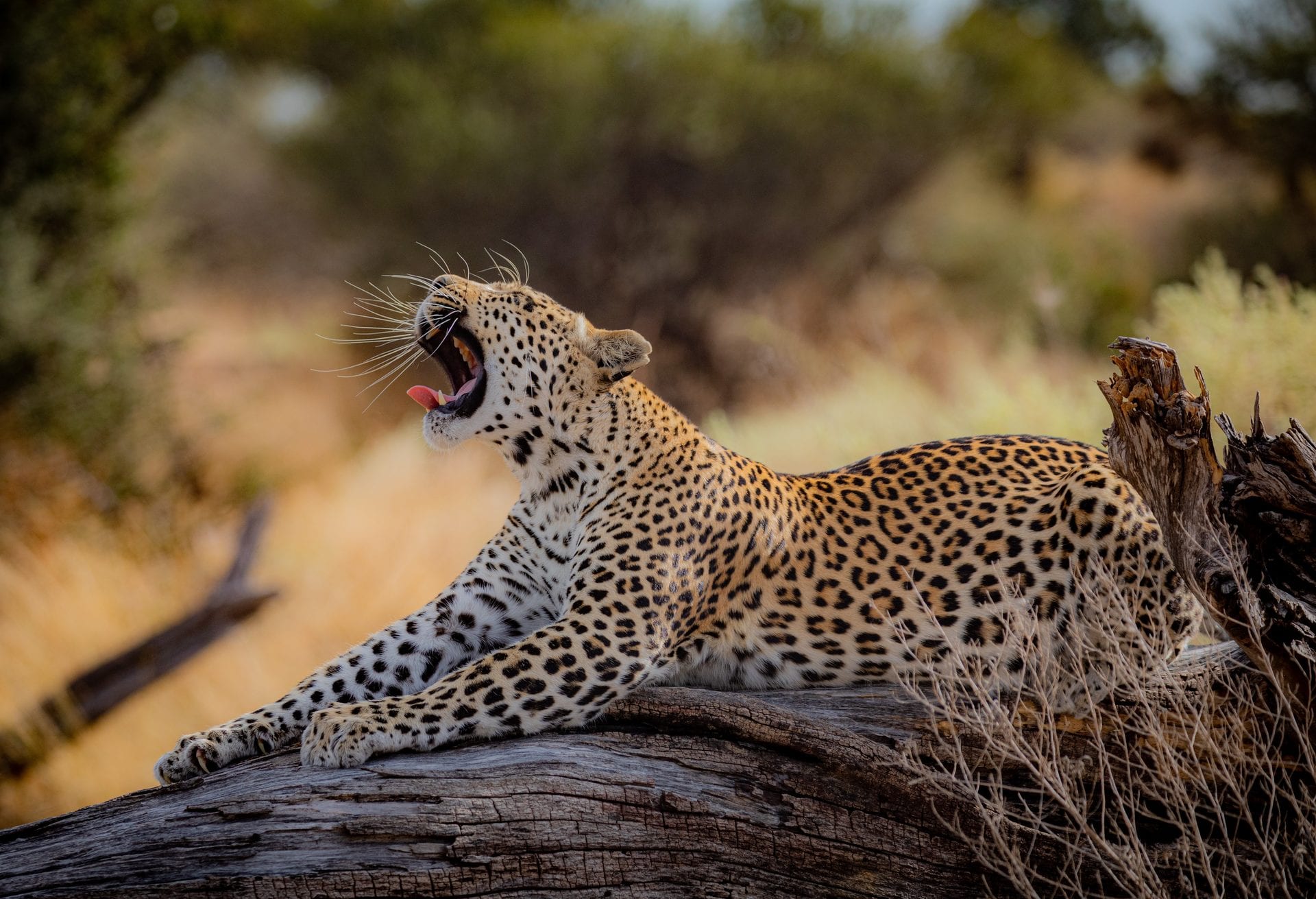 Mombo Camp raised suite over the Okavango floodplain, Chief's Island