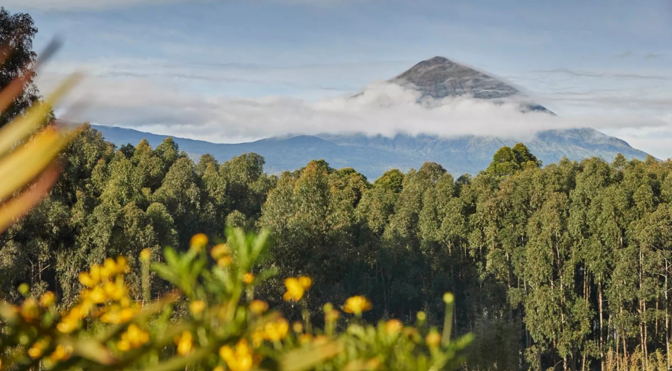 One&Only Gorilla's Nest lodge among eucalyptus below the Virungas