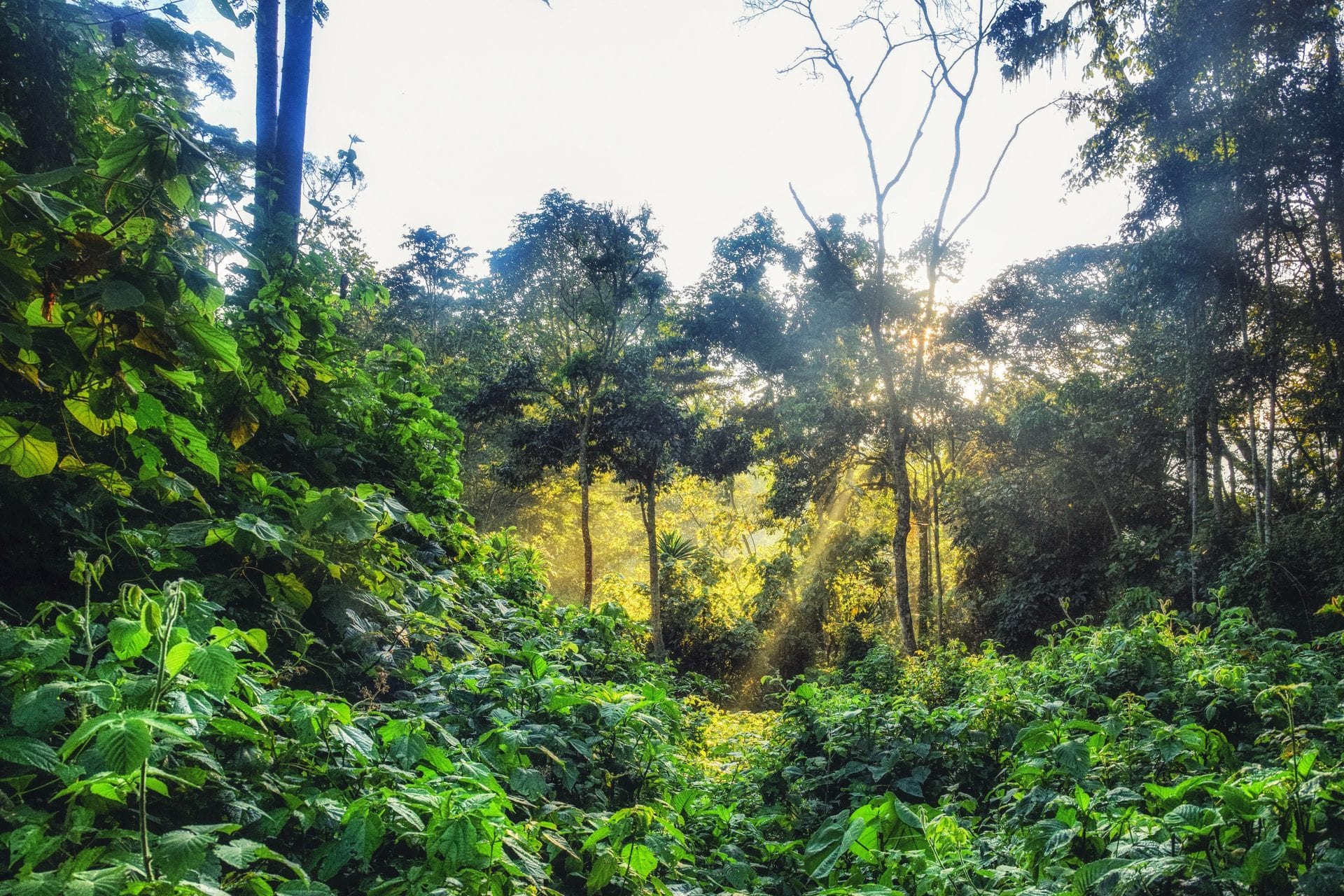 One&Only Nyungwe House on the tea estate beside the rainforest, Rwanda