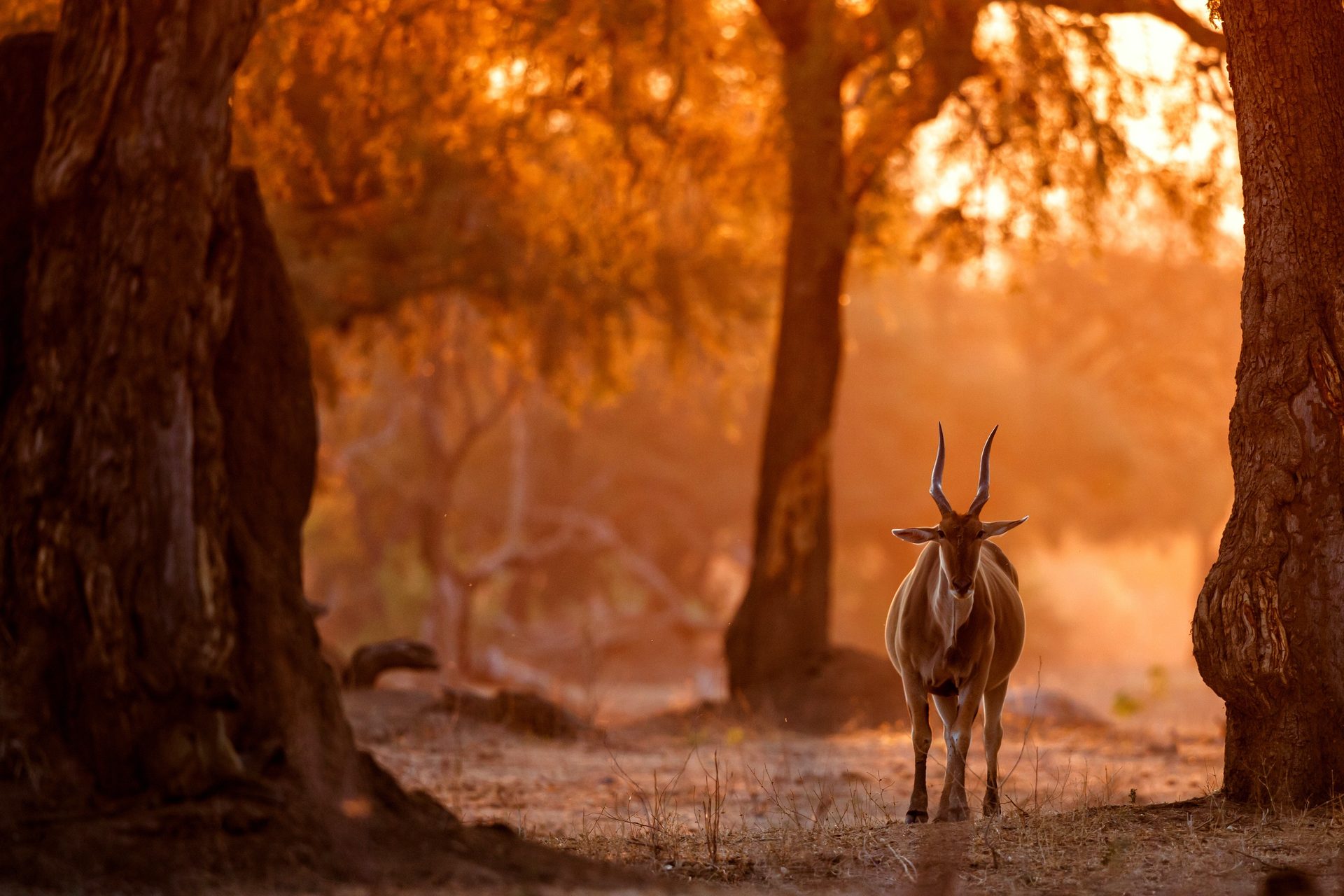 Vundu Camp on the Zambezi floodplain, Mana Pools Zimbabwe