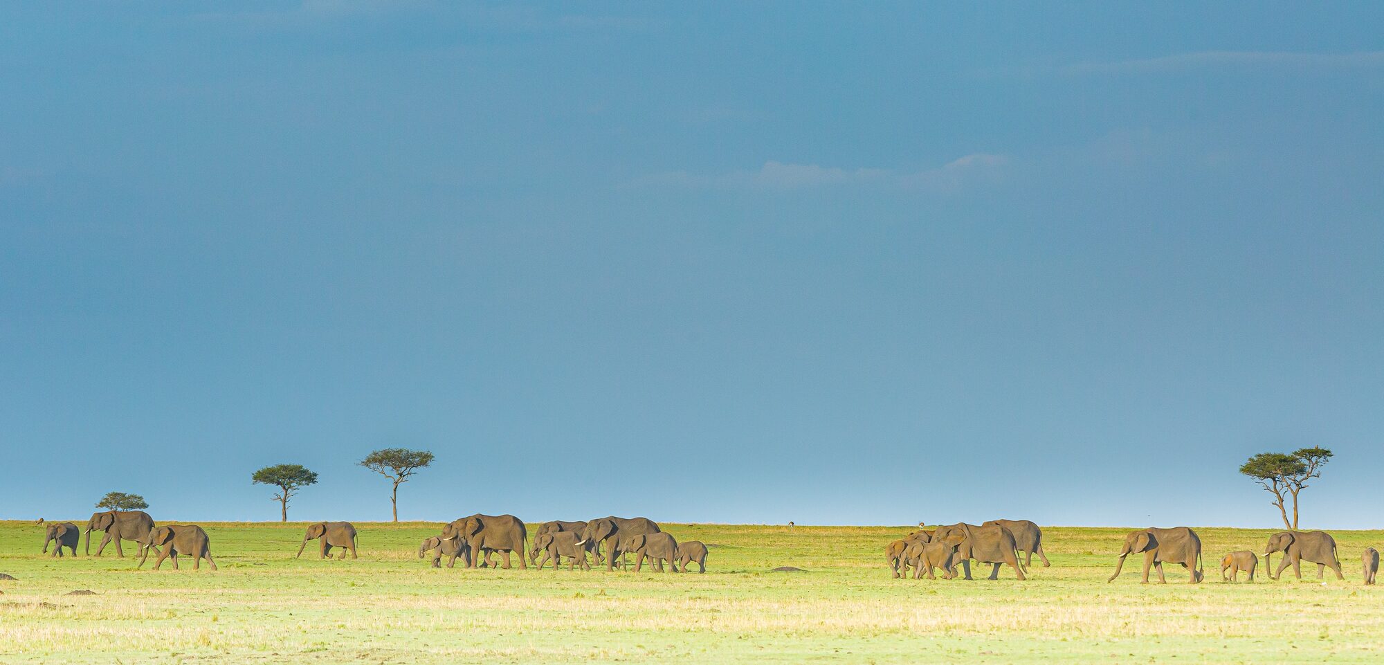 Elephant encounter on a luxury African safari