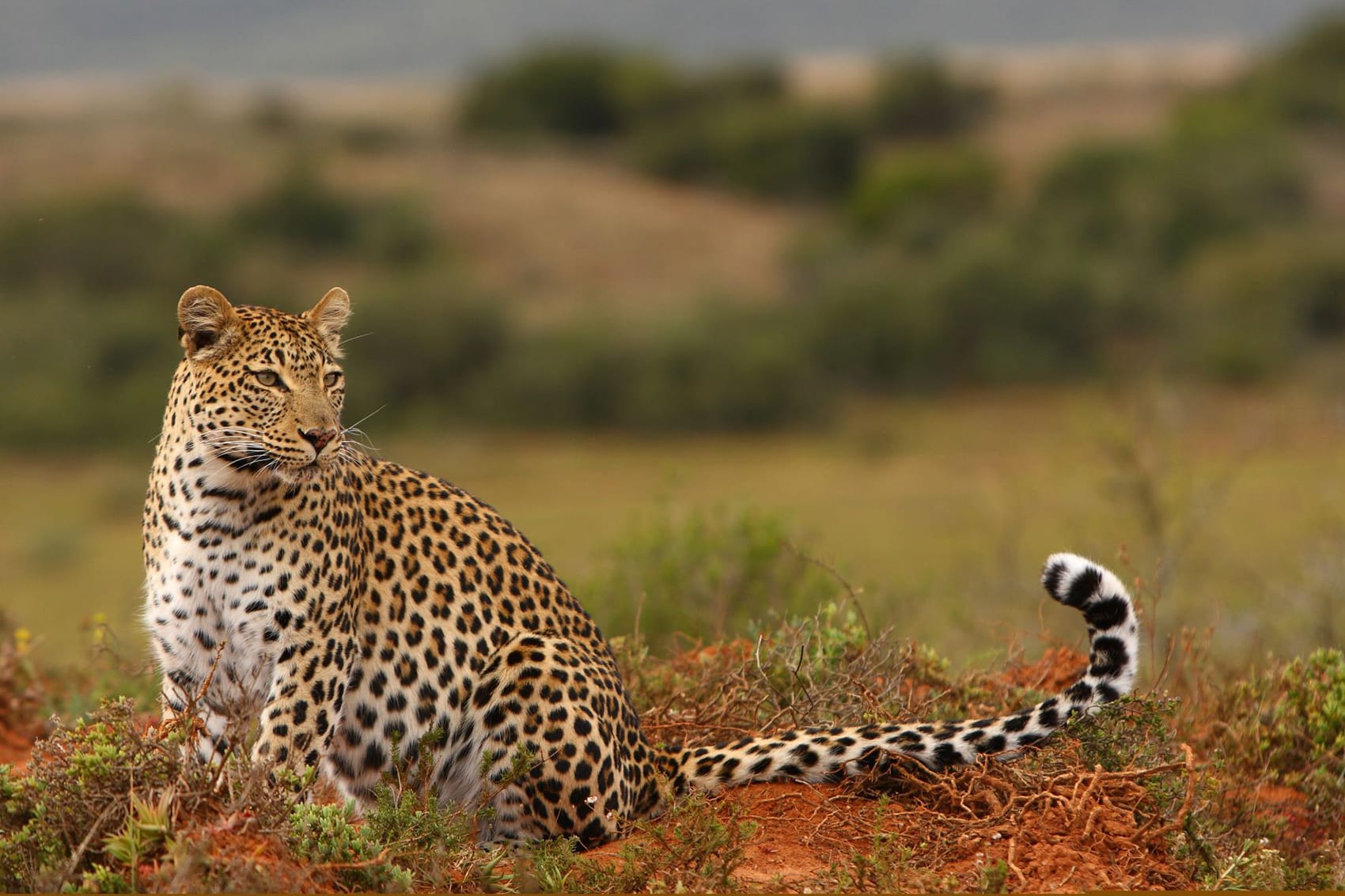Leopard sighting in a private Big Five reserve