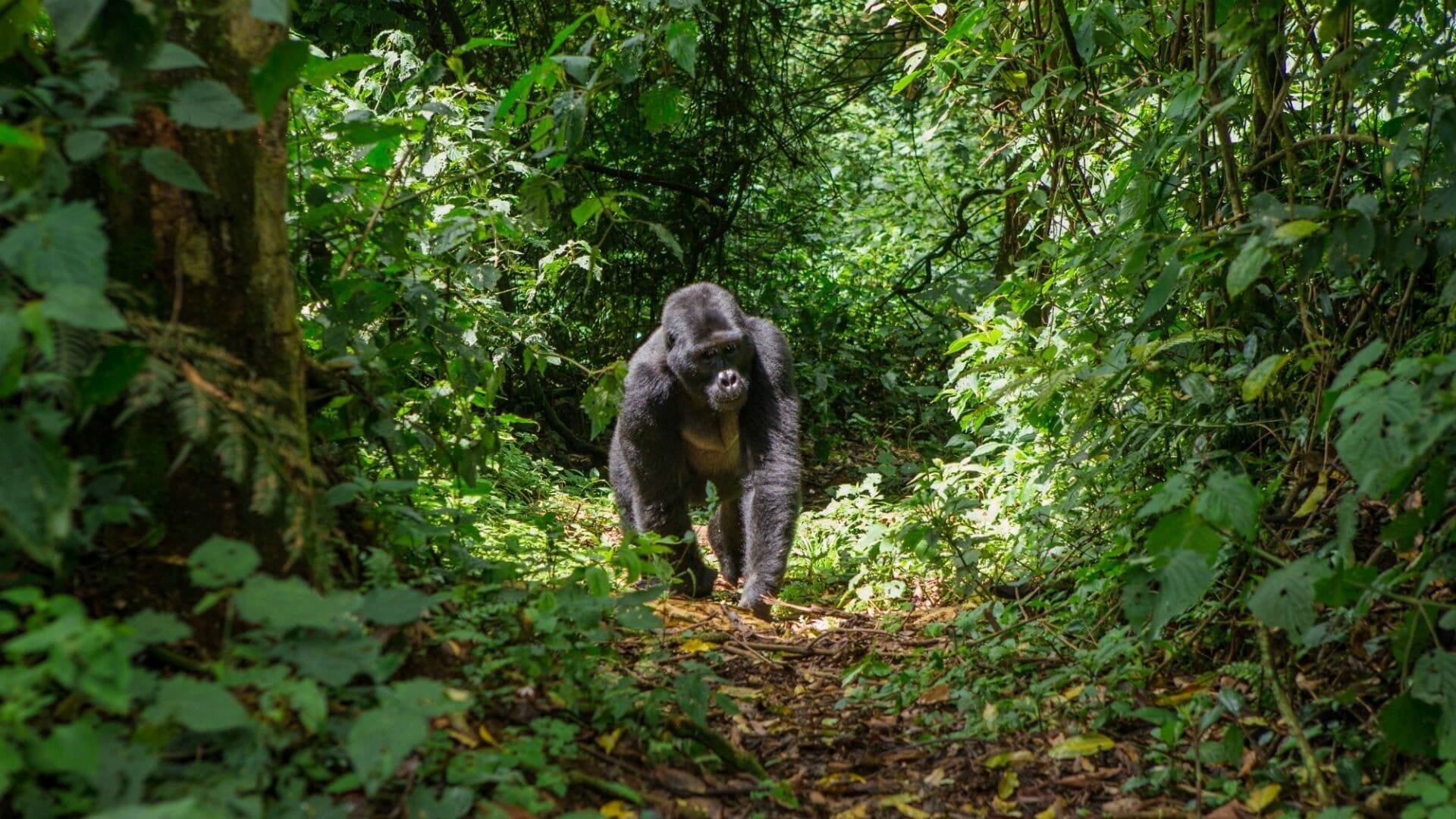Mountain gorilla trekking in Rwanda's Volcanoes National Park