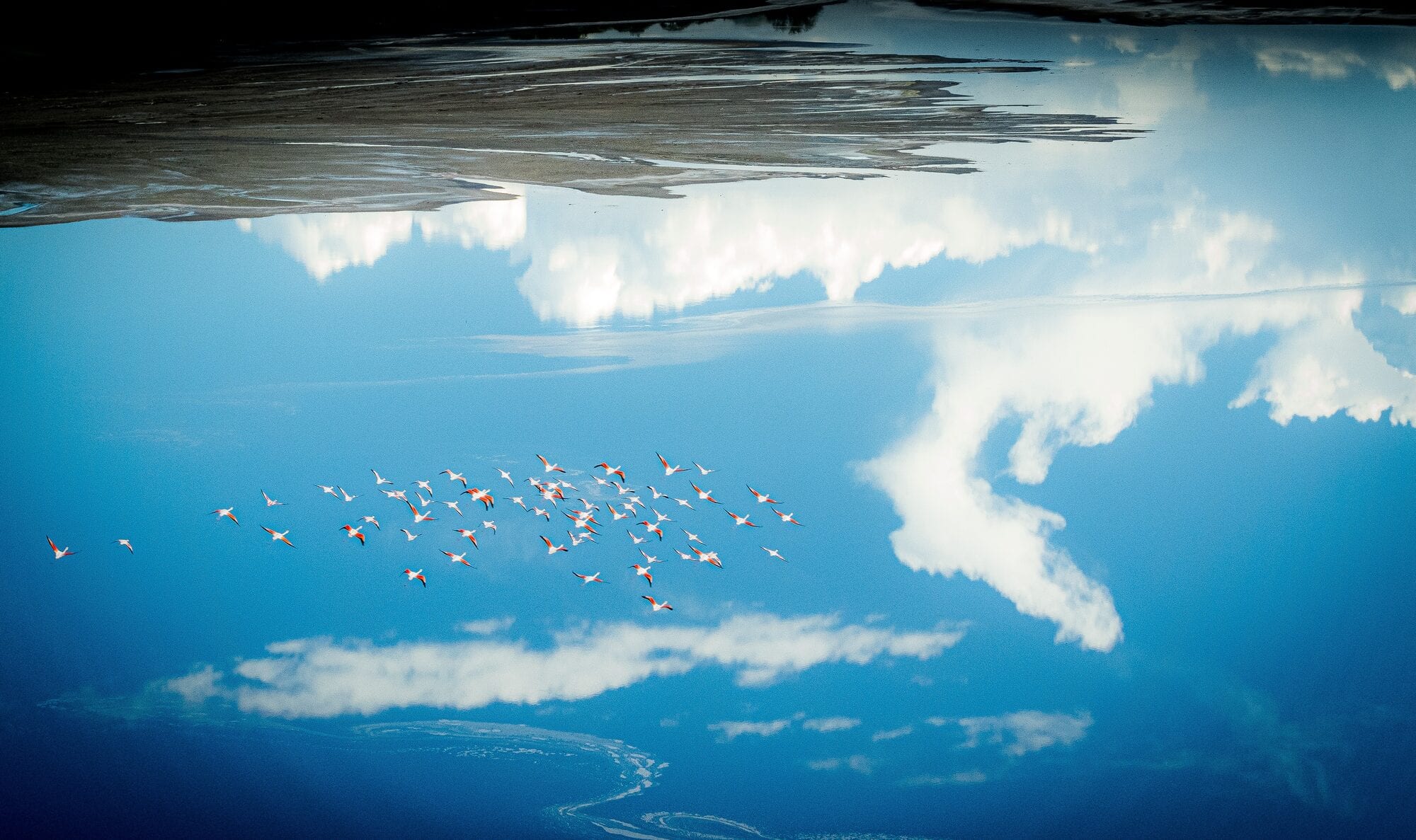 Flamingo gathering on a Kenyan Rift Valley lake