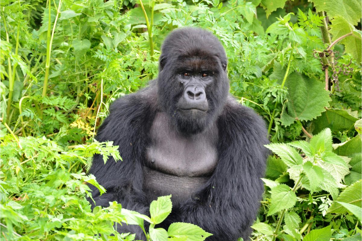 The Greatest Africa &mdash; Cape Town to the gorillas golf safari