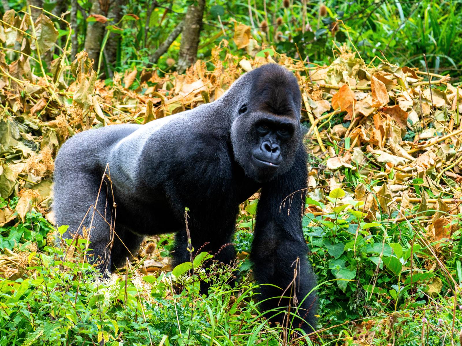 Gorilla trekking, honestly: permits, fitness and the hour itself